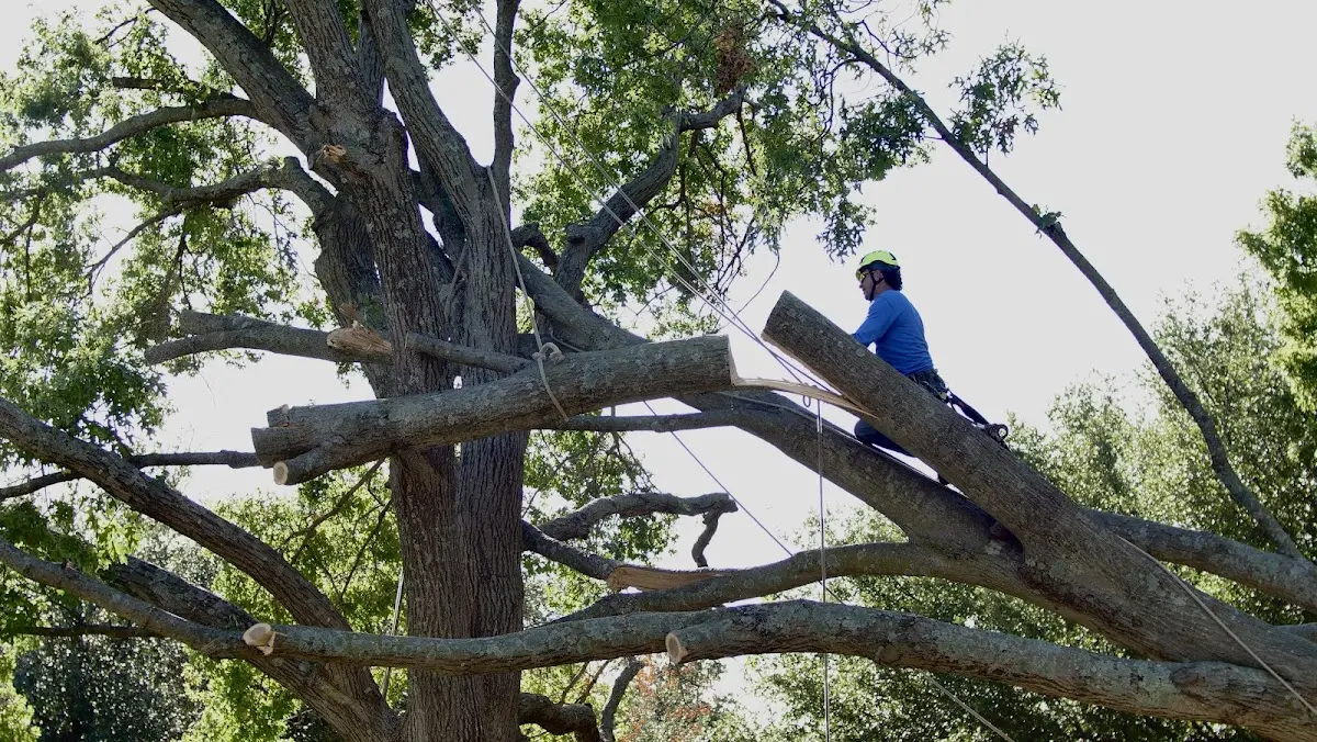 Professional Hazardous Tree Removal performed by certified arborists in Rosepine